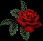 Piros rózsa 