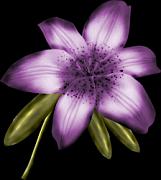 háttér nélküli png kép, lila virág